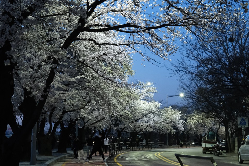 화요일엔화악 칼퇴하고 윤중로 산책.. 여의도윤중로 밤벚꽃구경.. 벚꽃만개.. 45