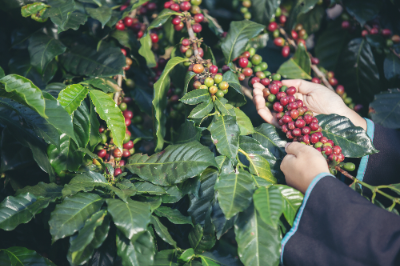 커피열매 수확