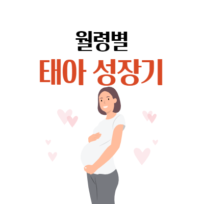  당신만 몰랐던 월령별 태아 성장과정과 임신증상