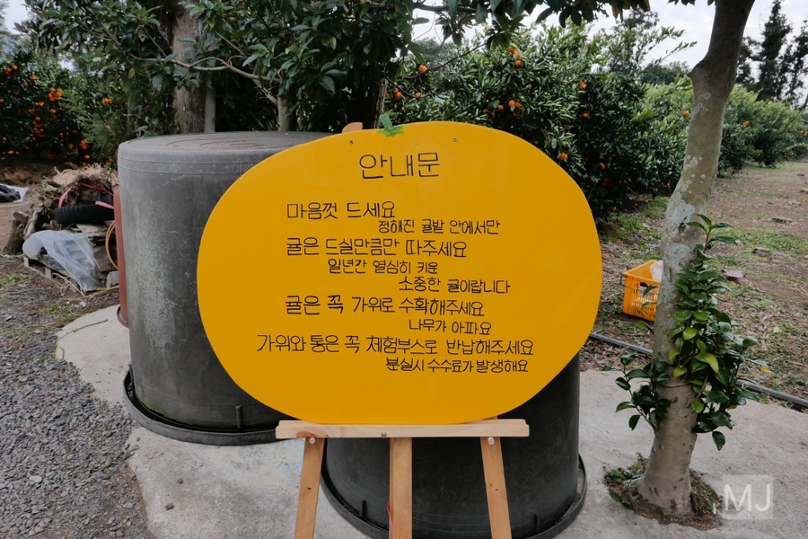 어린왕자 체험 in 감귤밭 카페 5