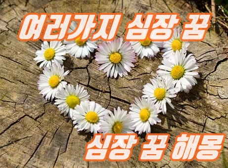  심장 꿈 해몽 풀이 (찔리는, 보는, 수술 받는 등등)