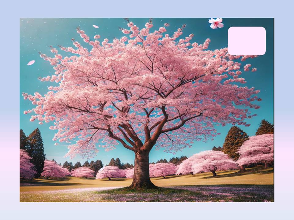 여수 벚꽃 명소 추천