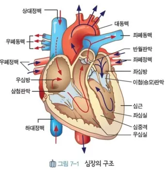 가슴이 두근두근 뛰고 답답할때_2