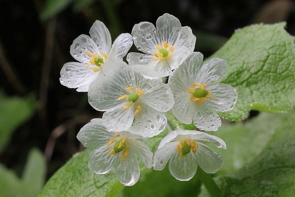 산하엽(Diphylleia grayi)