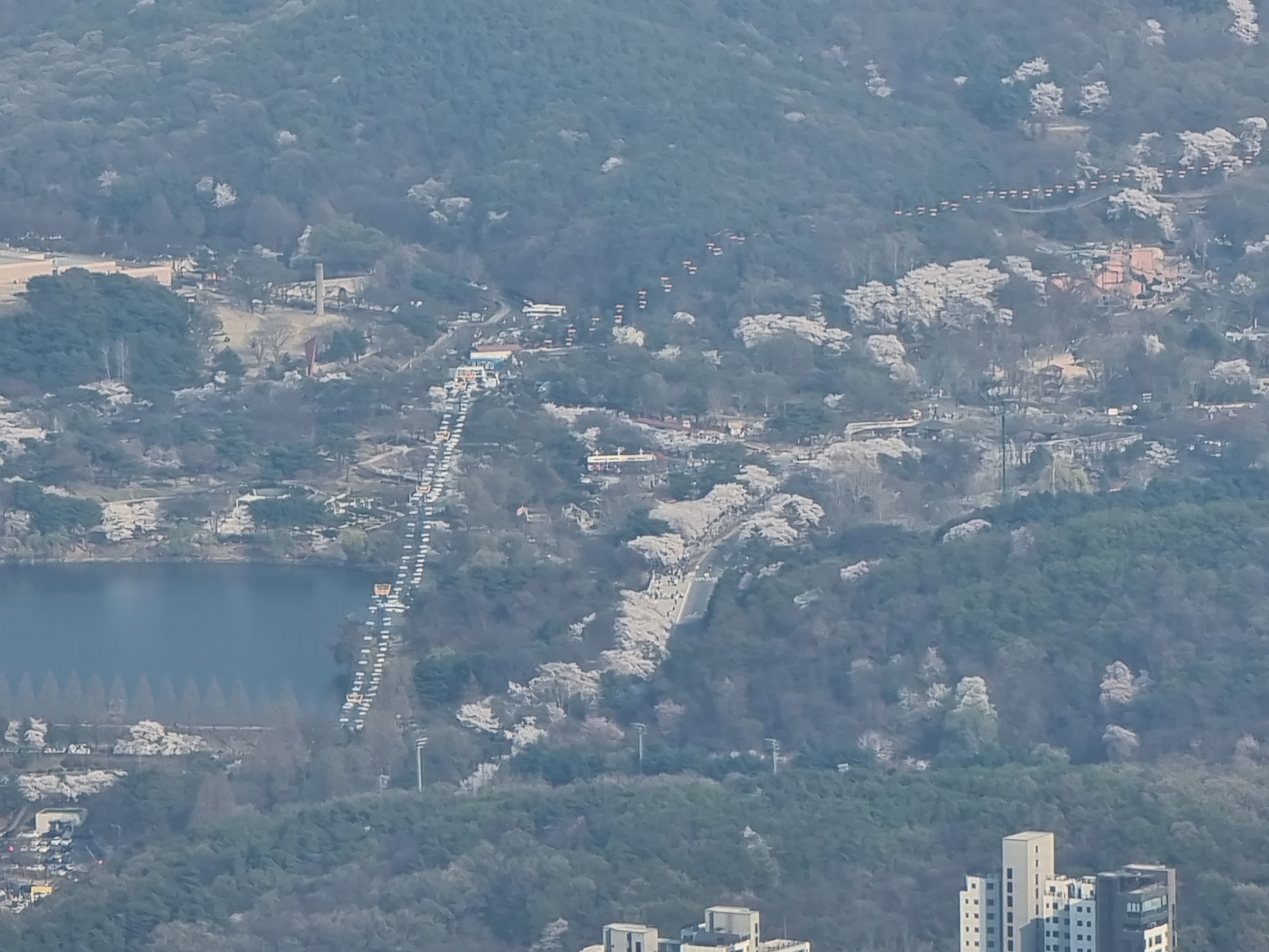 벚꽃 사진 잘 찍는 법, 갤럭시 S21 울트라 후기