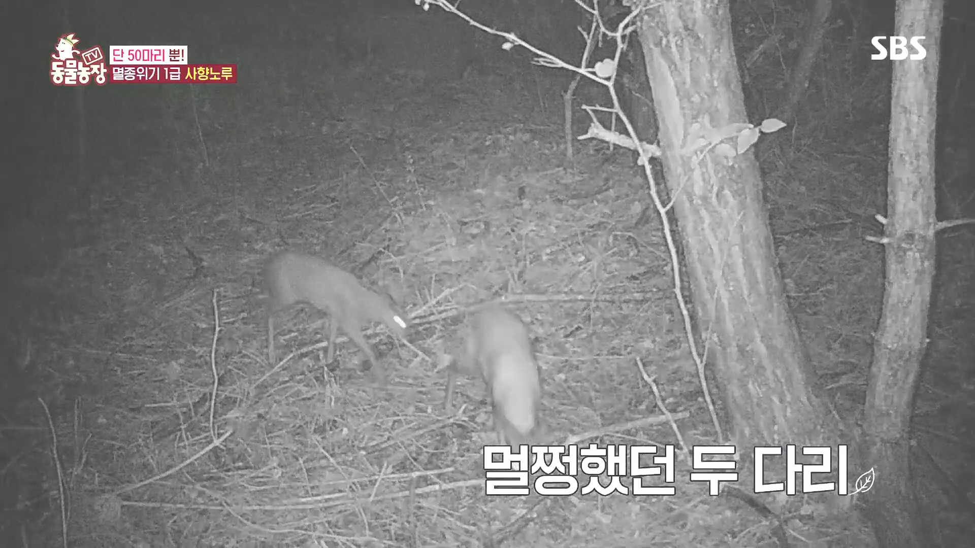TV 동물농장.E1185.240818p.H264-F1RST.mp4_20240818_161028.739.jpg