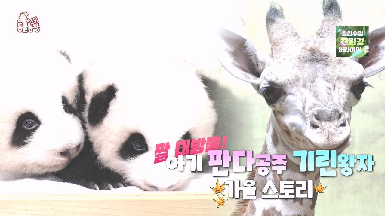 TV 동물농장.E1142.231023p-NEXT.mp4_20231022_170626.665.jpg