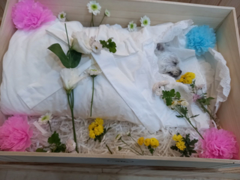 대한반려동물협회 이미지