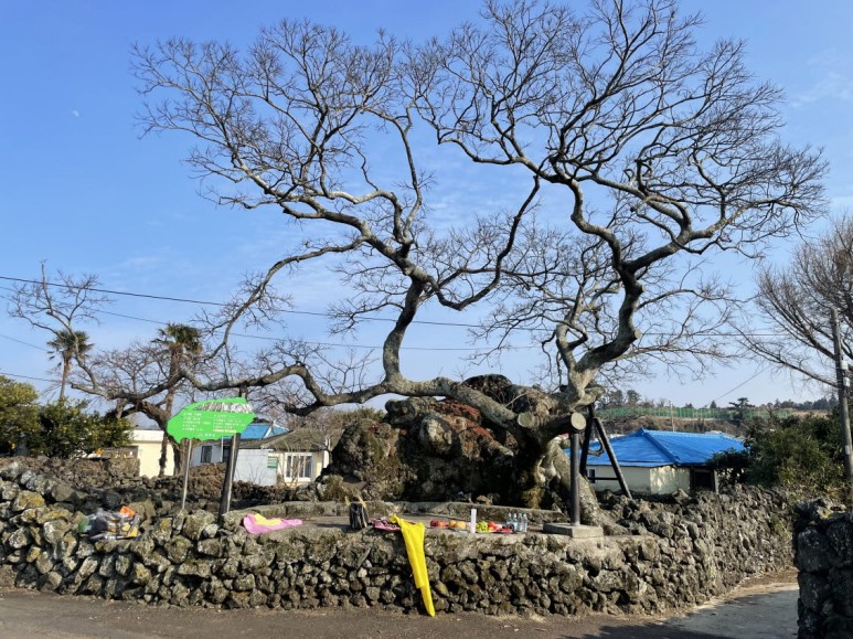 9일기도 제주도 기도 18