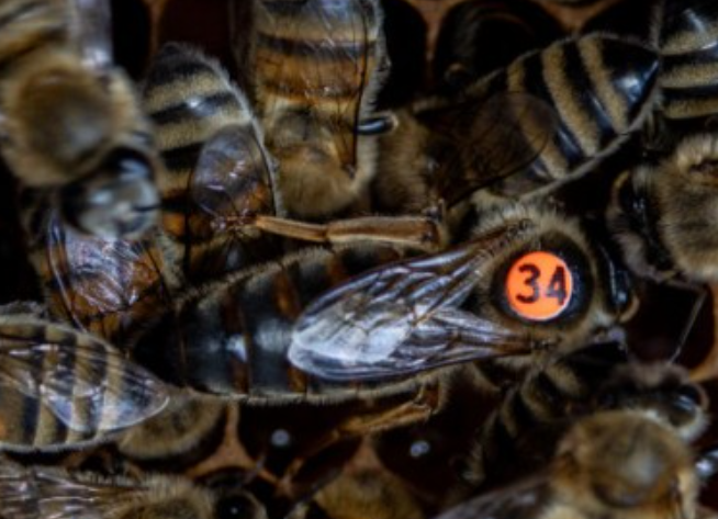 Unveiling the Natural Winter Survival Tactics of Honeybees Insights from Dr. Tom Seeley