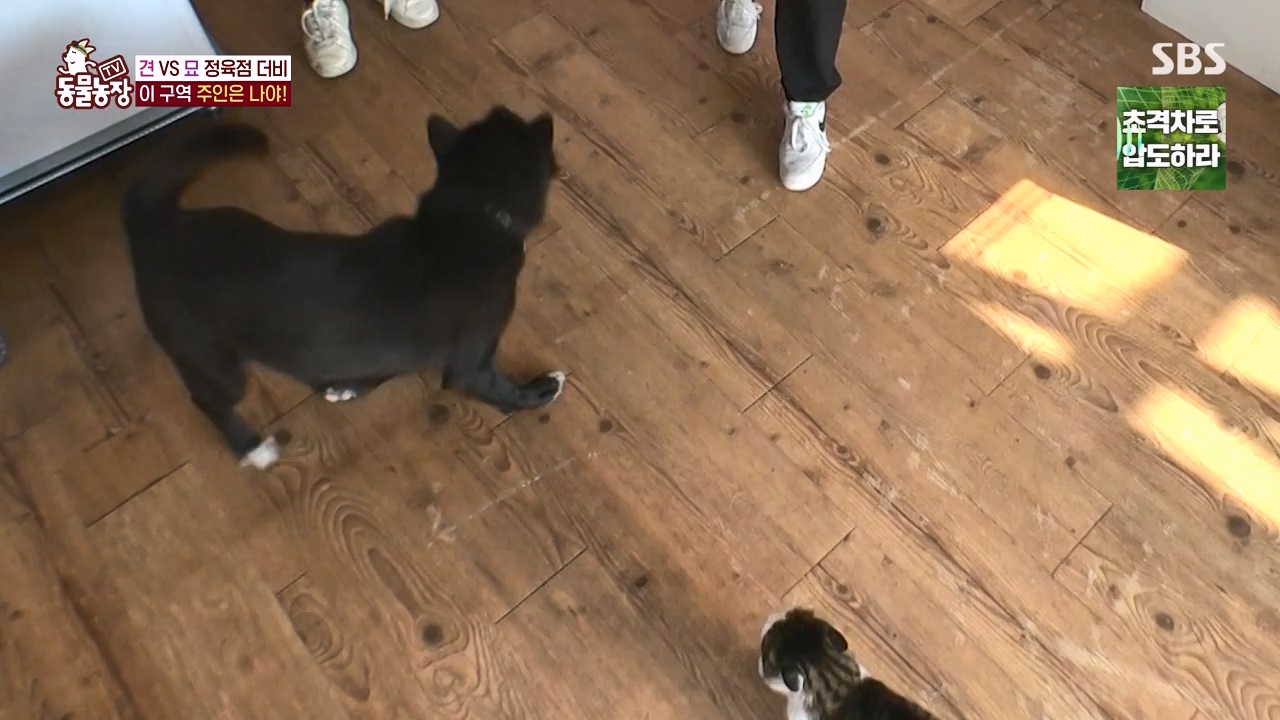 TV 동물농장.E1146.231120p-NEXT.mp4_20231119_175243.762.jpg