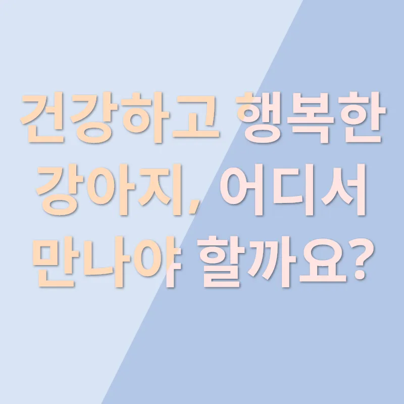 반려견 입양_2