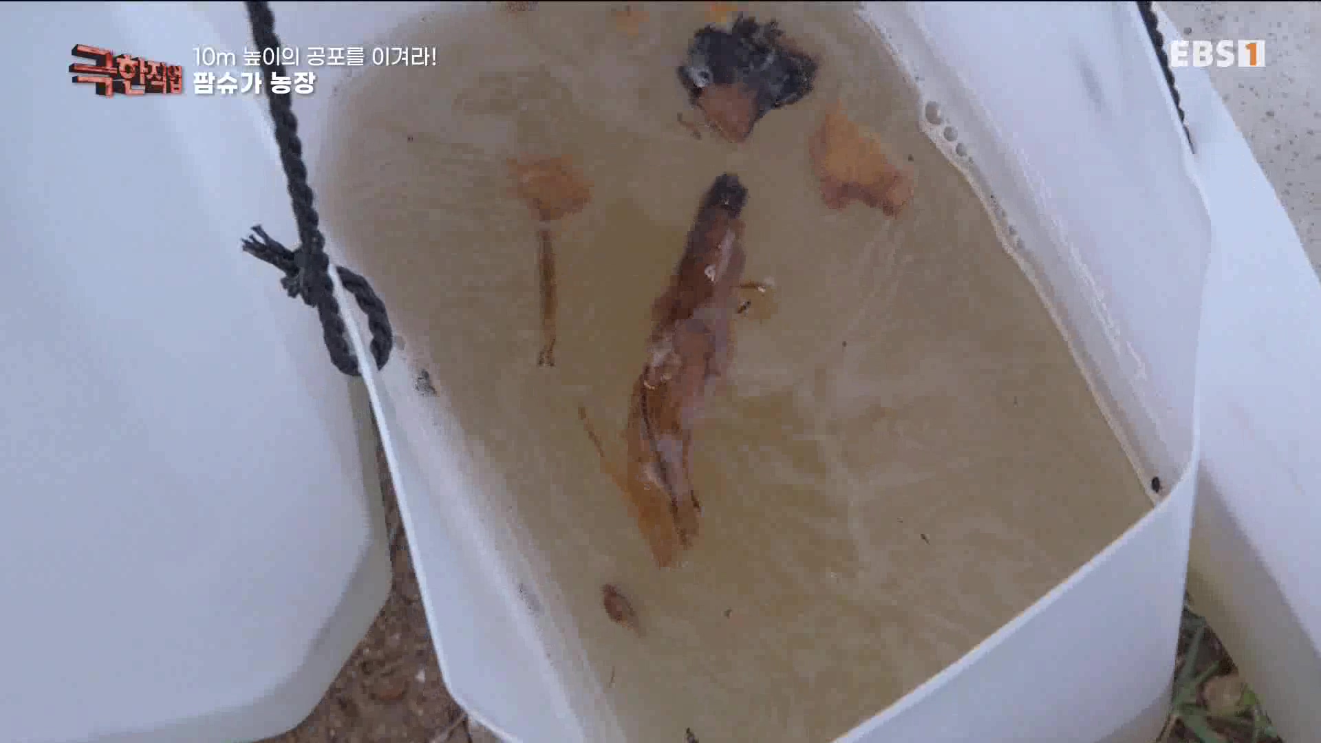 [극한 직업] 캄보디아 팜슈가 농장 230624.mp4_20230701_185228.524.jpg