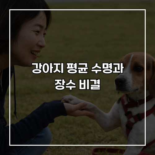 강아지 평균 수명과 장수 비결