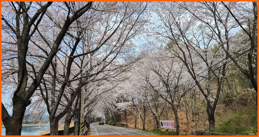 2025 구례 섬진강 벚꽃길 개화 시기