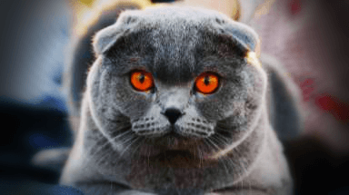 붉은 눈을 가진 고양이