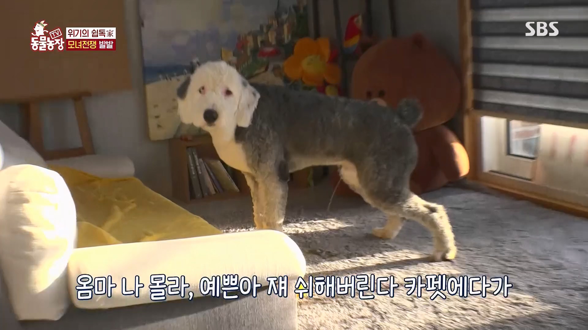 TV 동물농장.E1120.230514p.H264-F1RST.mp4_20230515_203526.836.jpg