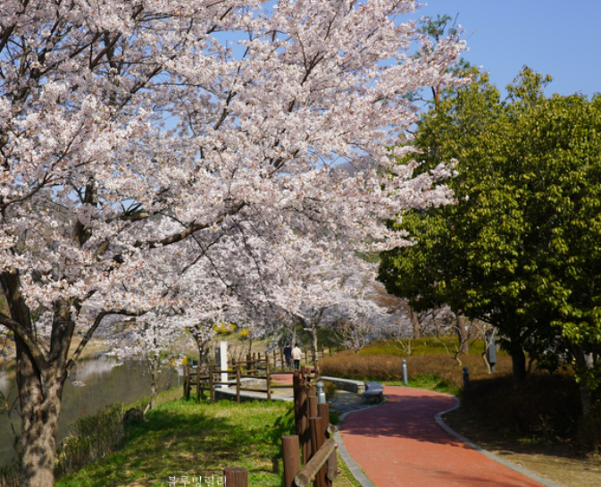 화순벚꽃명소