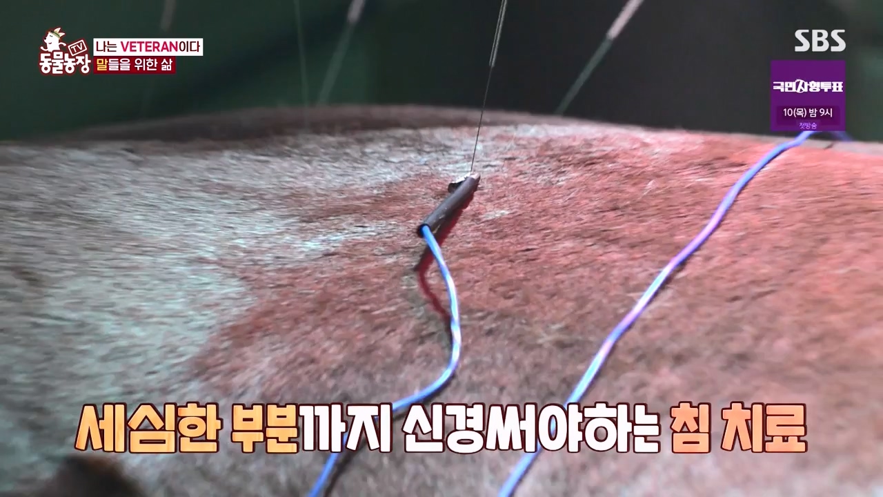 TV 동물농장.E1132.230807p-NEXT.mp4_20230806_164233.467.jpg