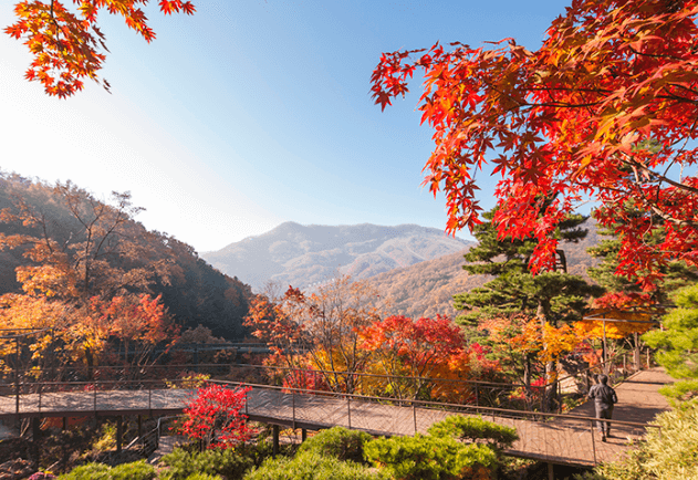 화담숲 단풍축제