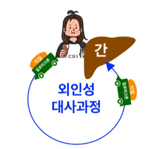  콜레스테롤의 대사과정 
