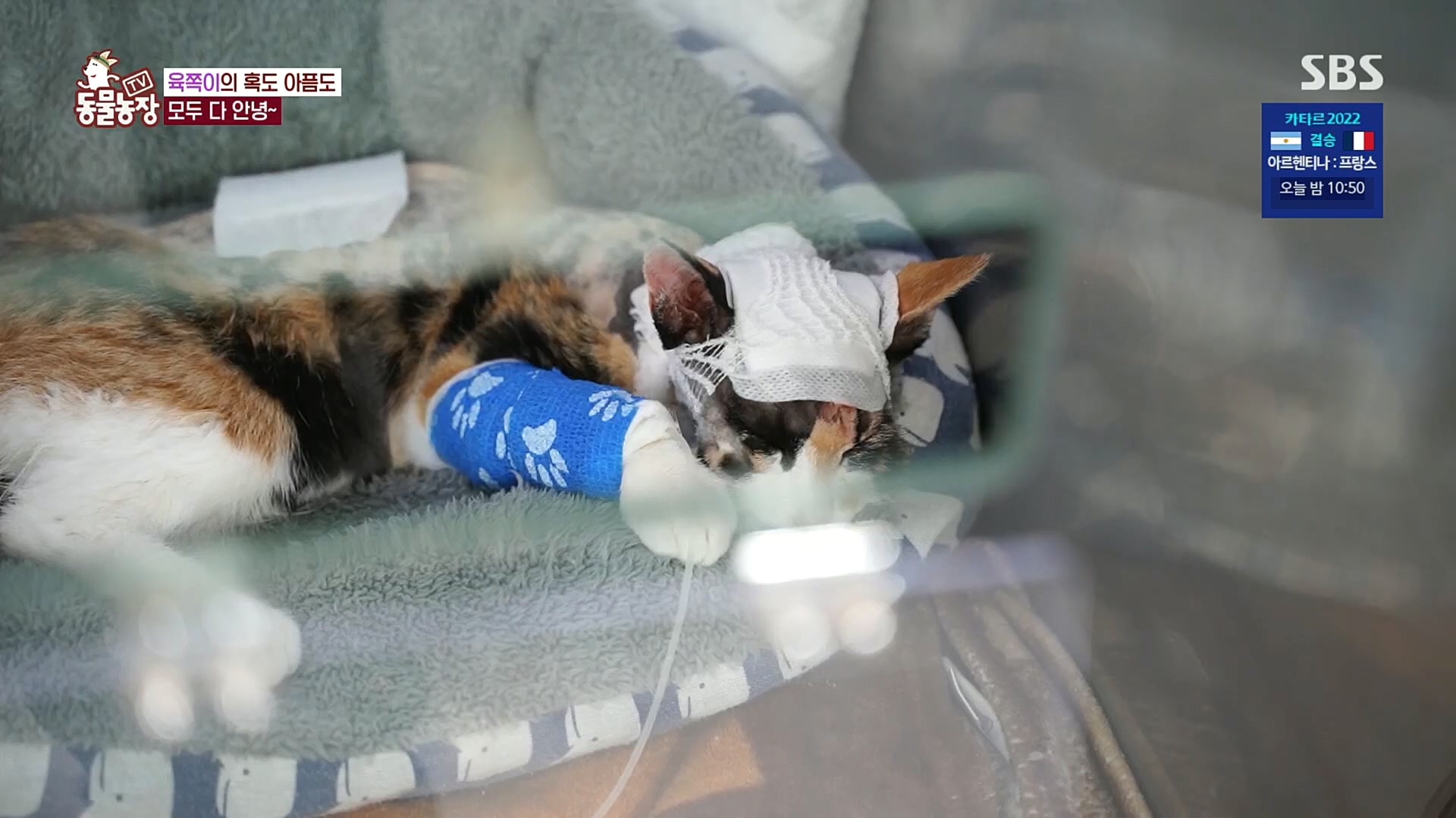 TV 동물농장.E1100.221218p.H264-F1RST.mp4_20221218_183455.503.jpg