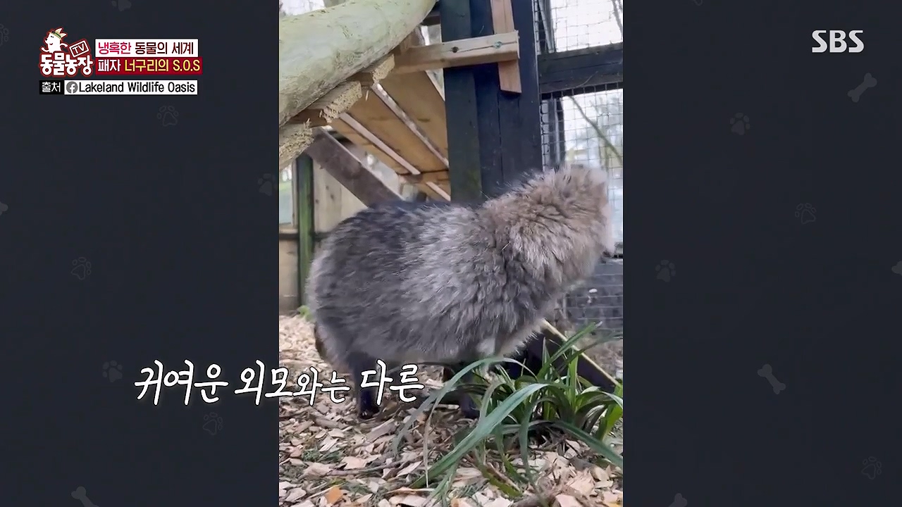 TV 동물농장.E1172.240520p-NEXT.mp4_20240519_163639.455.jpg