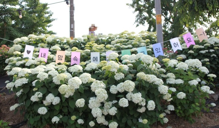 공주 수국 축제