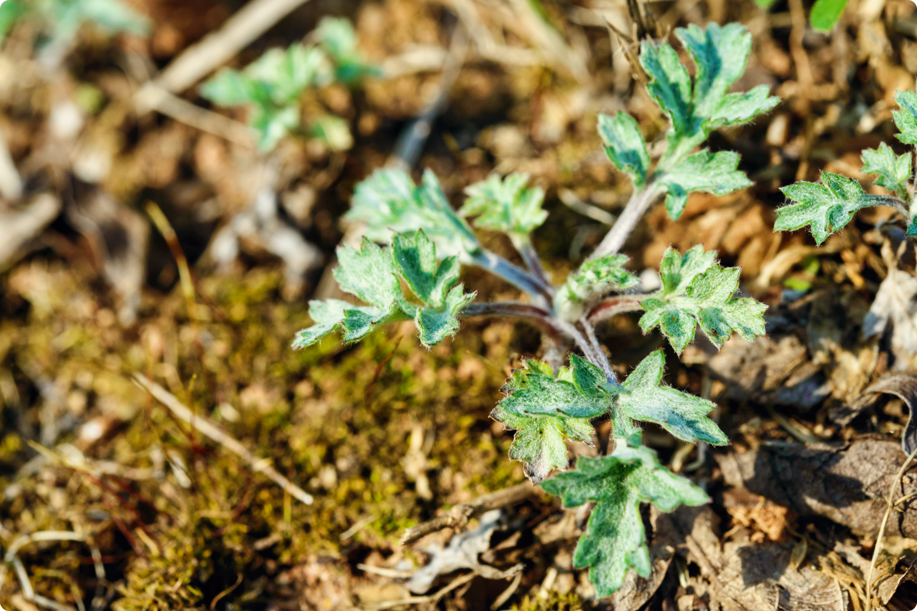 깨끗한 쑥 , 버몬트 , 쑥살균