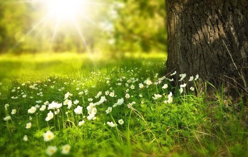 큰 나무 기둥 아래 핀 하얀색 들꽃과 햇빛이 비치는 초록 들판