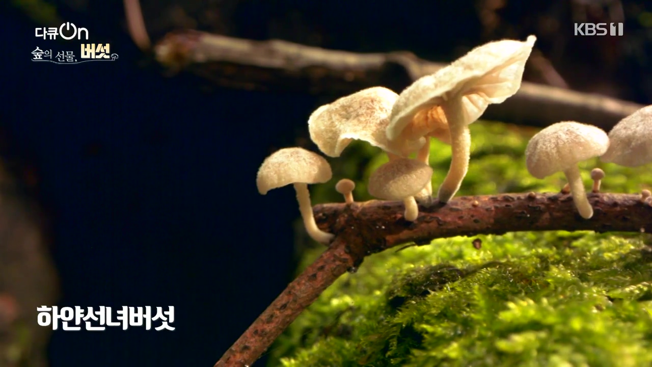 다큐 온.E227.231120p-NEXT.mp4_20231121_201852.754.jpg