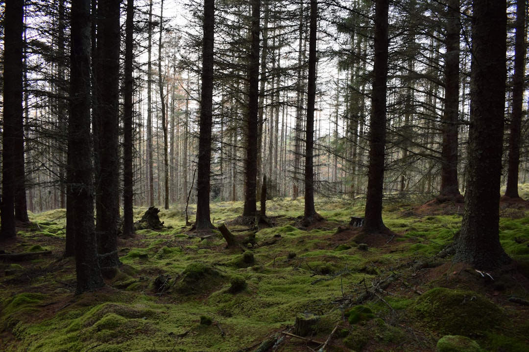 Forestry