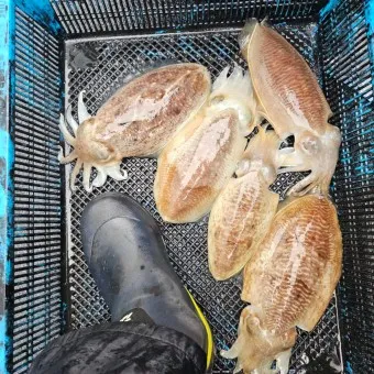 갑오징어 손질법 제철 맛있게 먹는 방법_6