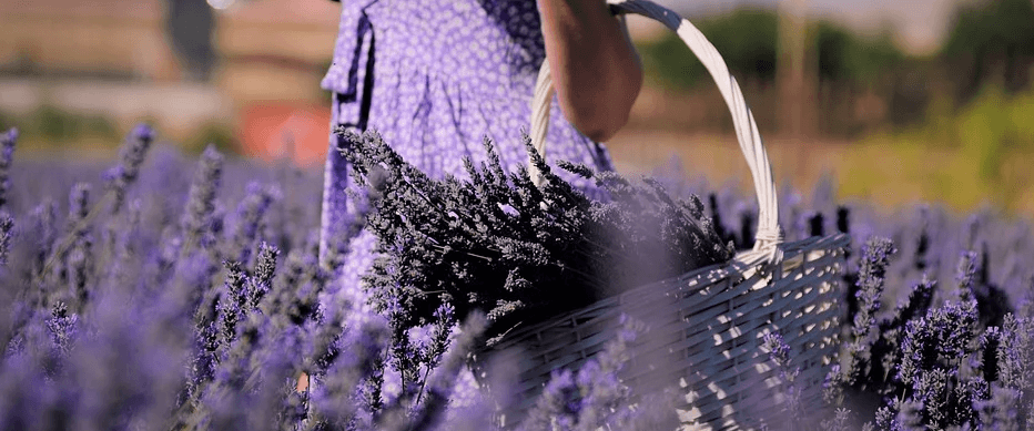 라벤더 꽃밭에서 바구니에 꽃을 담고 있는 여자