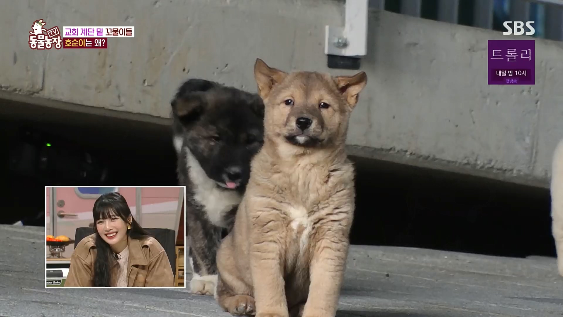 TV 동물농장.E1100.221218p.H264-F1RST.mp4_20221218_183437.940.jpg