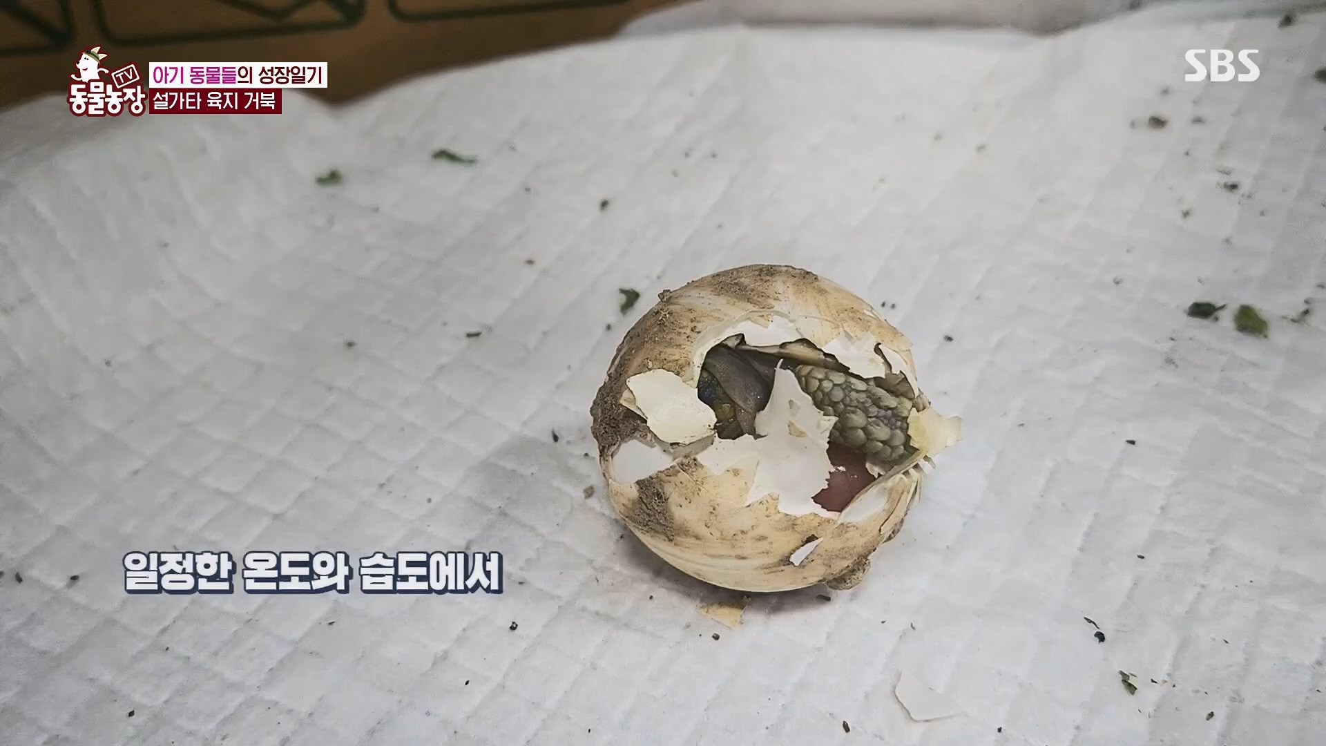 TV 동물농장.E1119.230507p.H264-F1RST.mp4_20230507_135920.392.jpg