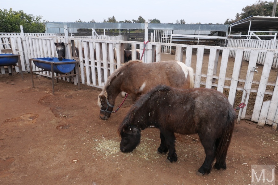 어린왕자 체험 in 감귤밭 카페 30
