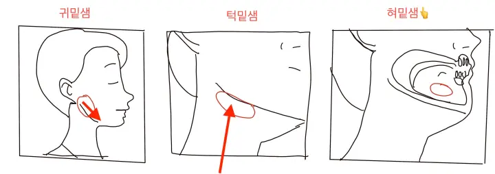 침샘위치