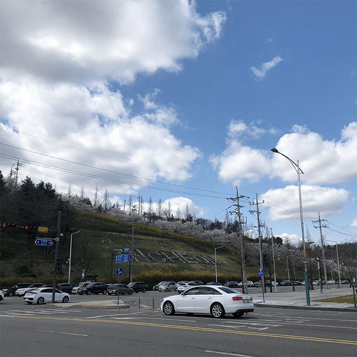 인천-벚꽃구경-가볼만한곳-사진