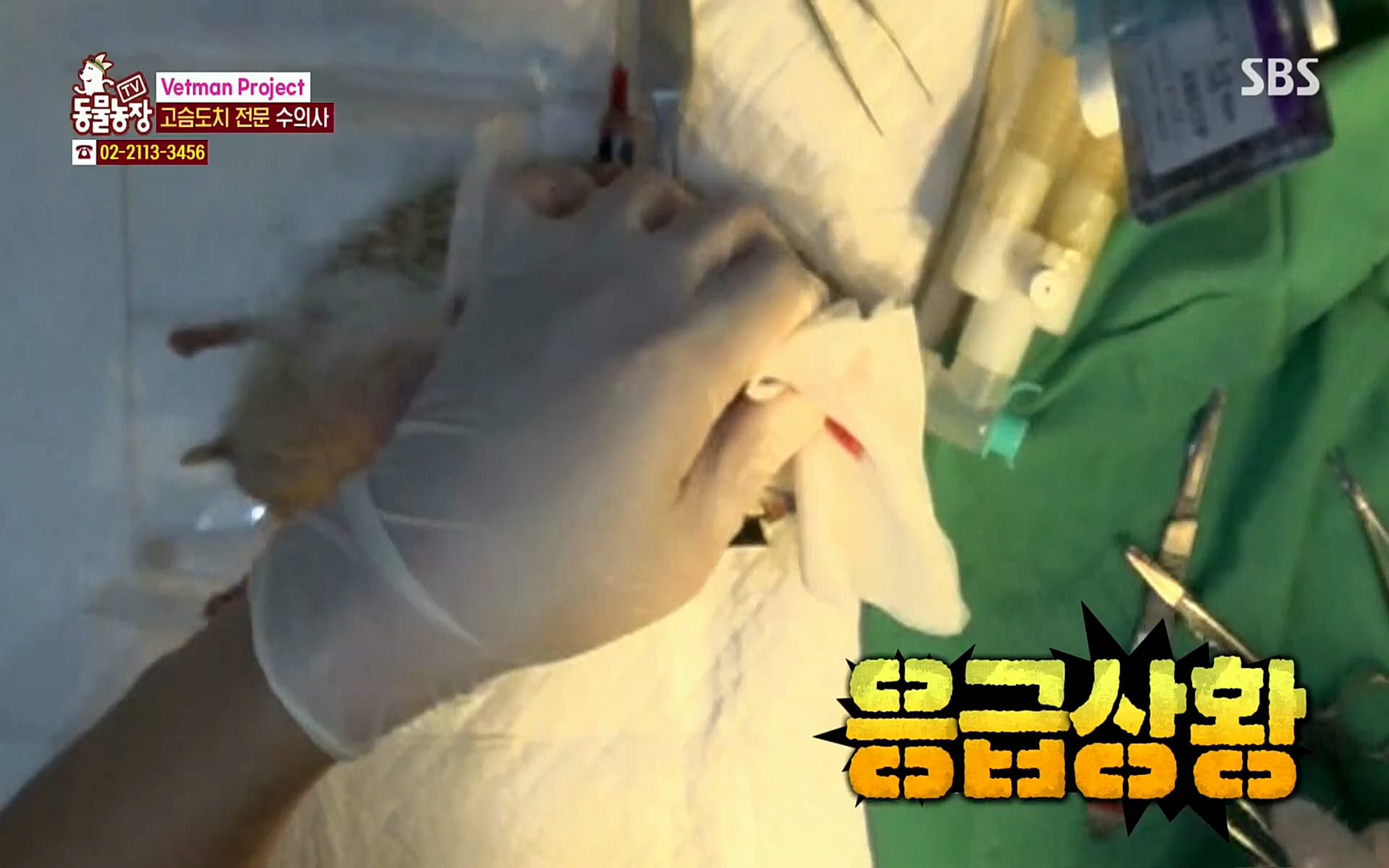 TV 동물농장.E1064.220410p.H264-F1RST.mp4_20220410_184948.182.jpg