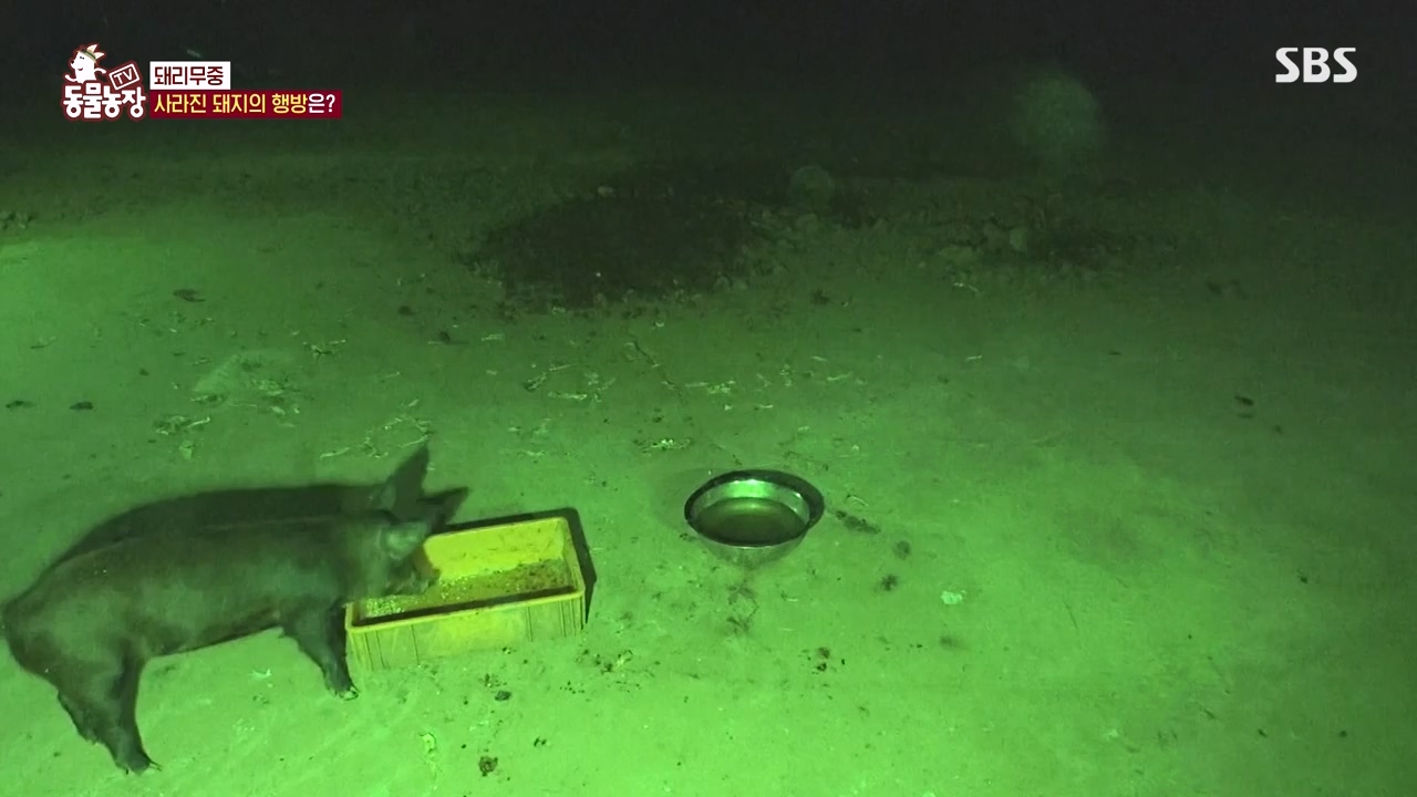 TV 동물농장.E1144.231106p-NEXT.mp4_20231105_175947.224.jpg