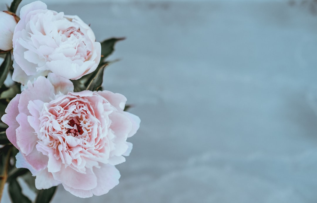 Peony