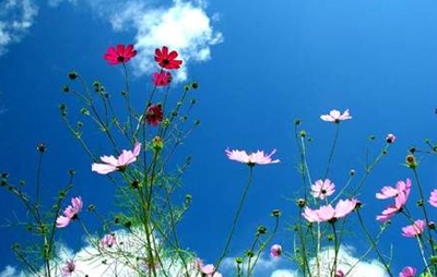 파란하늘-바람에-흩날리는-꽃