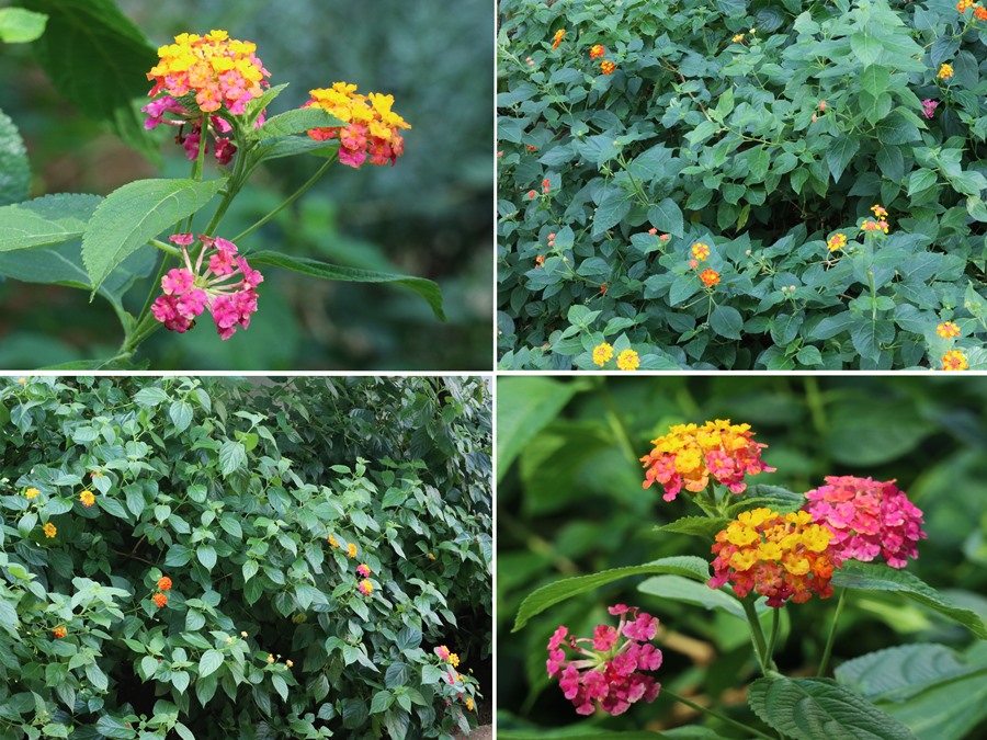 열대식물-꽃의색이-변하는식물