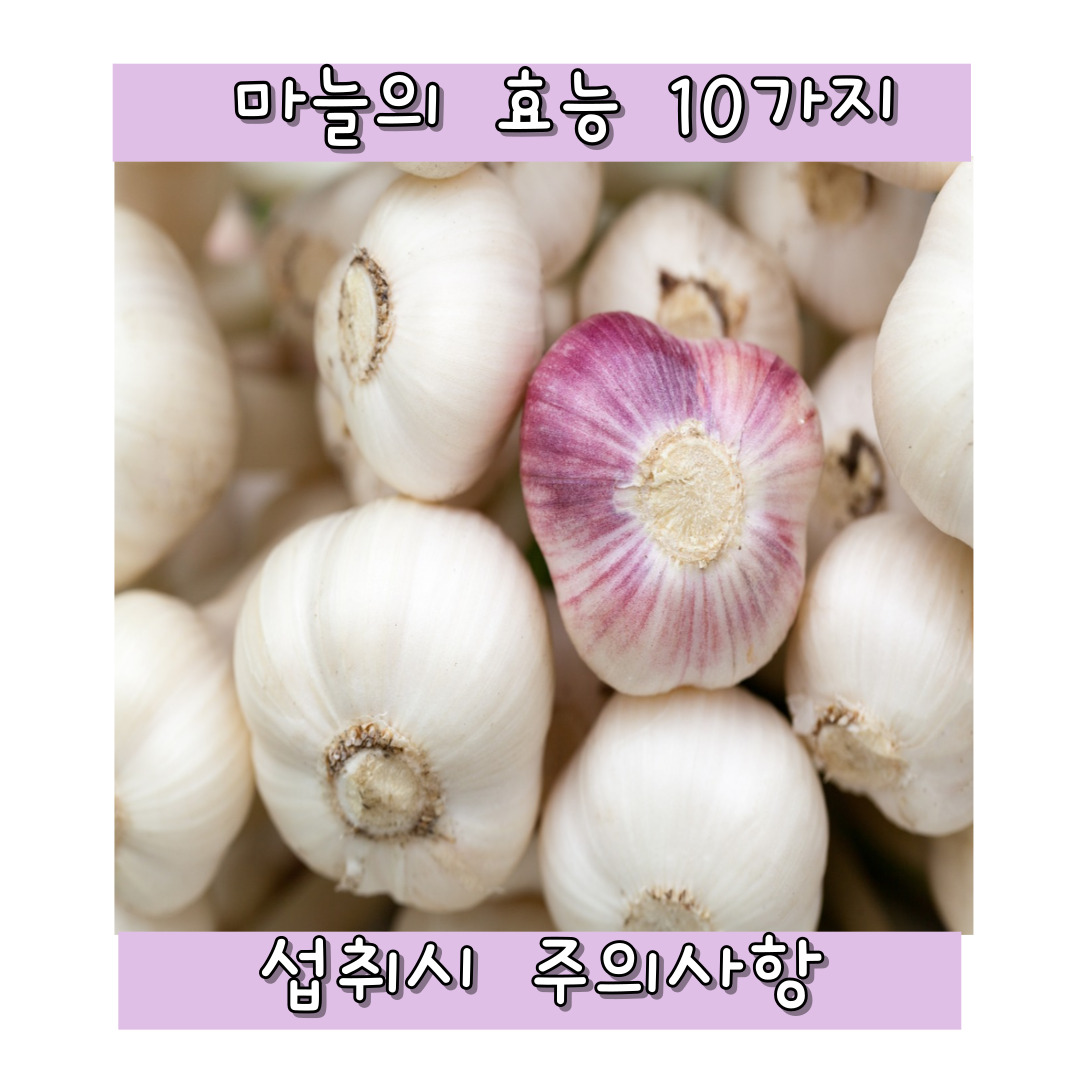 마늘의 효능