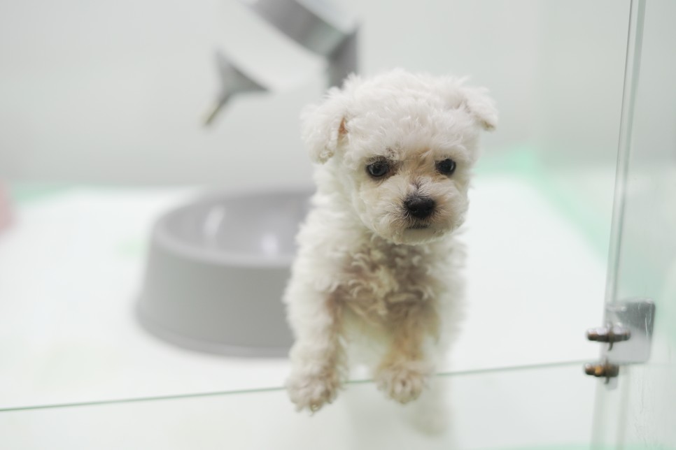 놀라운 외모 일산 강아지 분양 셀포메라니안 12