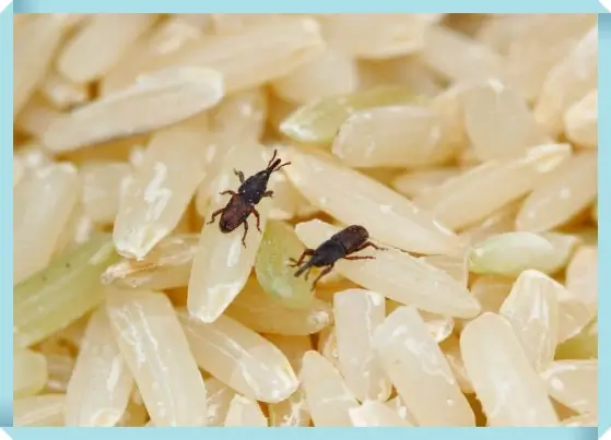 쌀벌레 쌀바구미