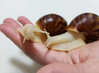 백와달팽이 가격 키우기 분양 수명 먹이 성격 종류_2