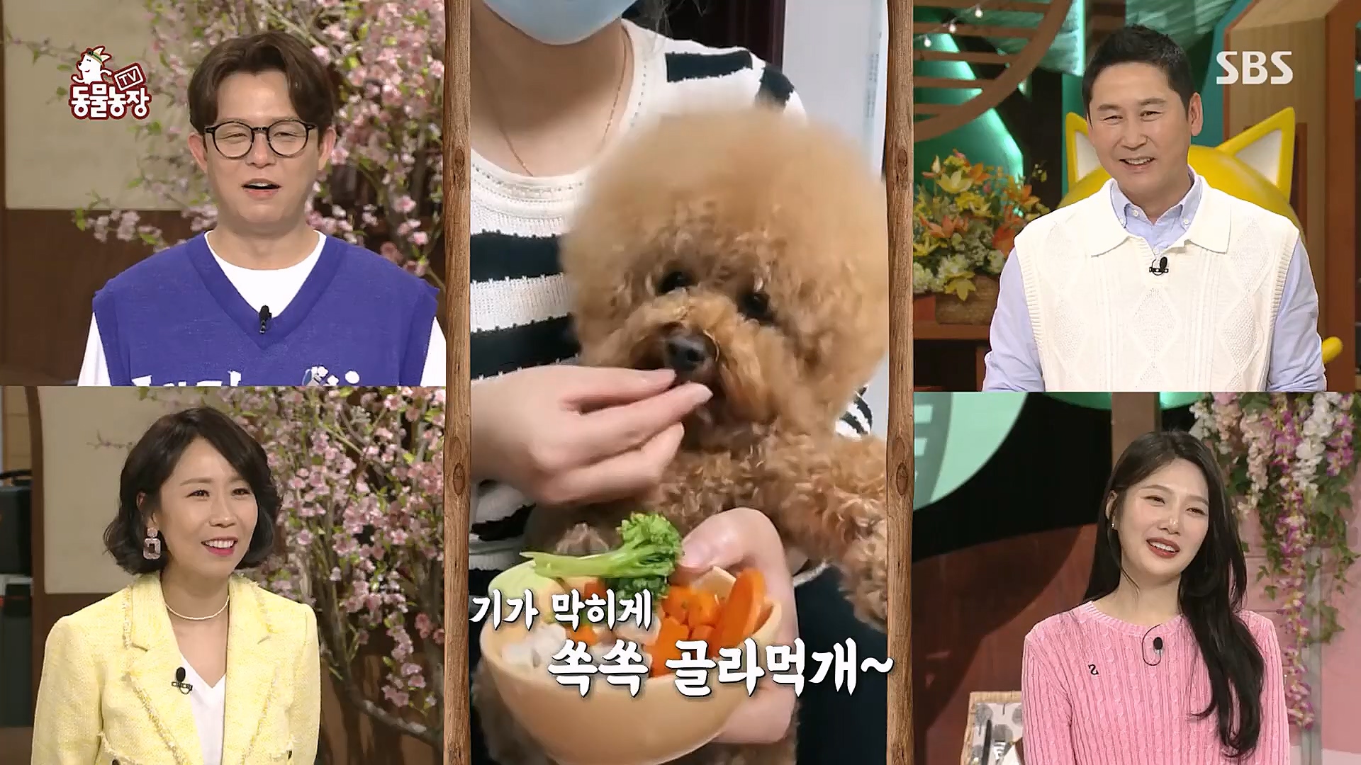 TV 동물농장.E1113.230326p.H264-F1RST.mp4_20230326_172447.696.jpg