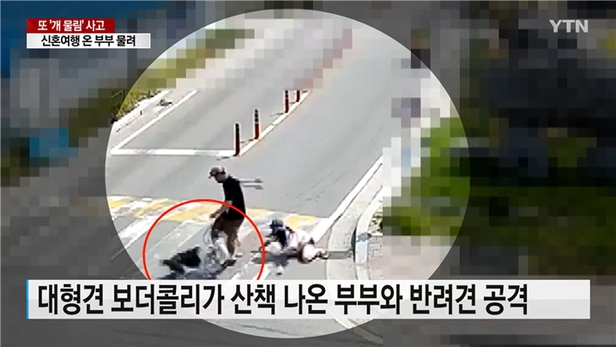  신혼여행 중 달려든 개에 봉변 반려견·견주 물어뜯겼다 목줄을 하지 않은 보더콜리 강아지를 입에 문 채 몸을 흔드는 등 끈질기게 공격 가해 견주 찾아 과실치상 혐의로 입건